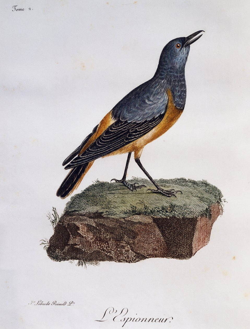 Sentinel sziklarigó (Monticola explorator), metszet a Histoire Naturelle des Oiseaux d