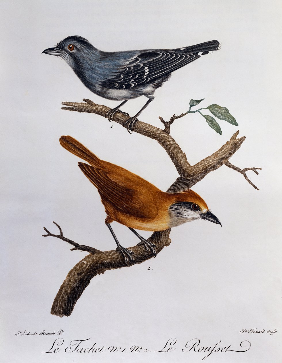 Tachet és lent Rousset, metszet a Histoire Naturelle des Oiseaux d