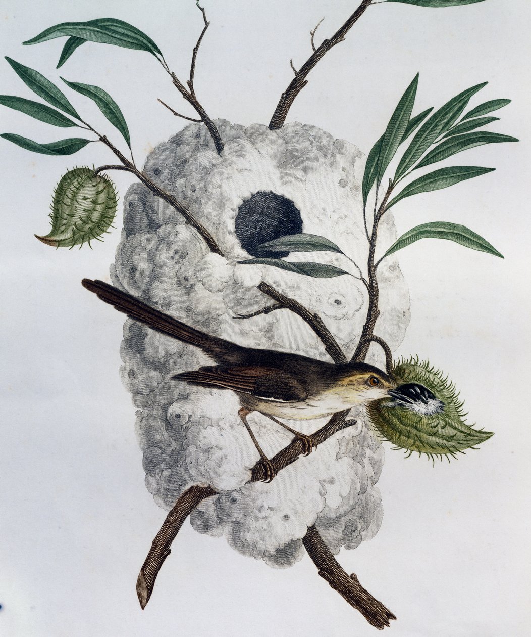Tawny oldalas Prinia (Prinia subflava), metszet az afrikai madarak természetrajzából alkotó: Francois Le Vaillant