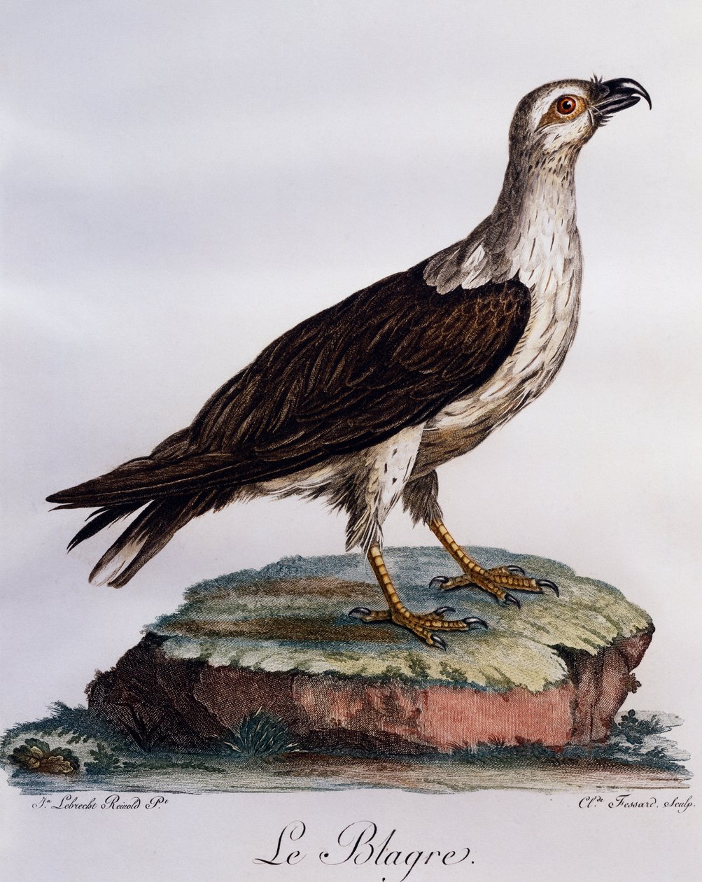 Fehérhasú halasas (Haliaeetus leucogaster), metszet a Histoire Naturelle des Oiseaux d