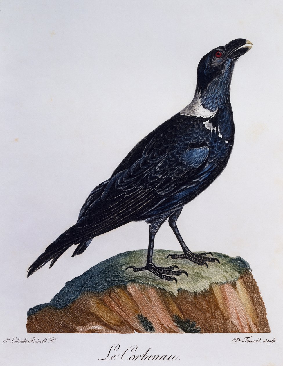 Fehérnyakú holló (Corvus albicollis), metszet az afrikai madarak természetrajzából alkotó: Francois Le Vaillant