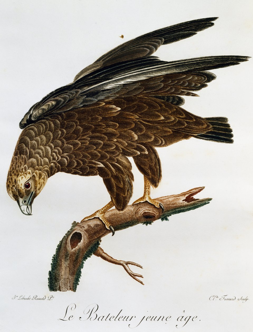 Fiatal Bateleur (Terathopius ecaudatus), metszet a Histoire Naturelle des Oiseaux d