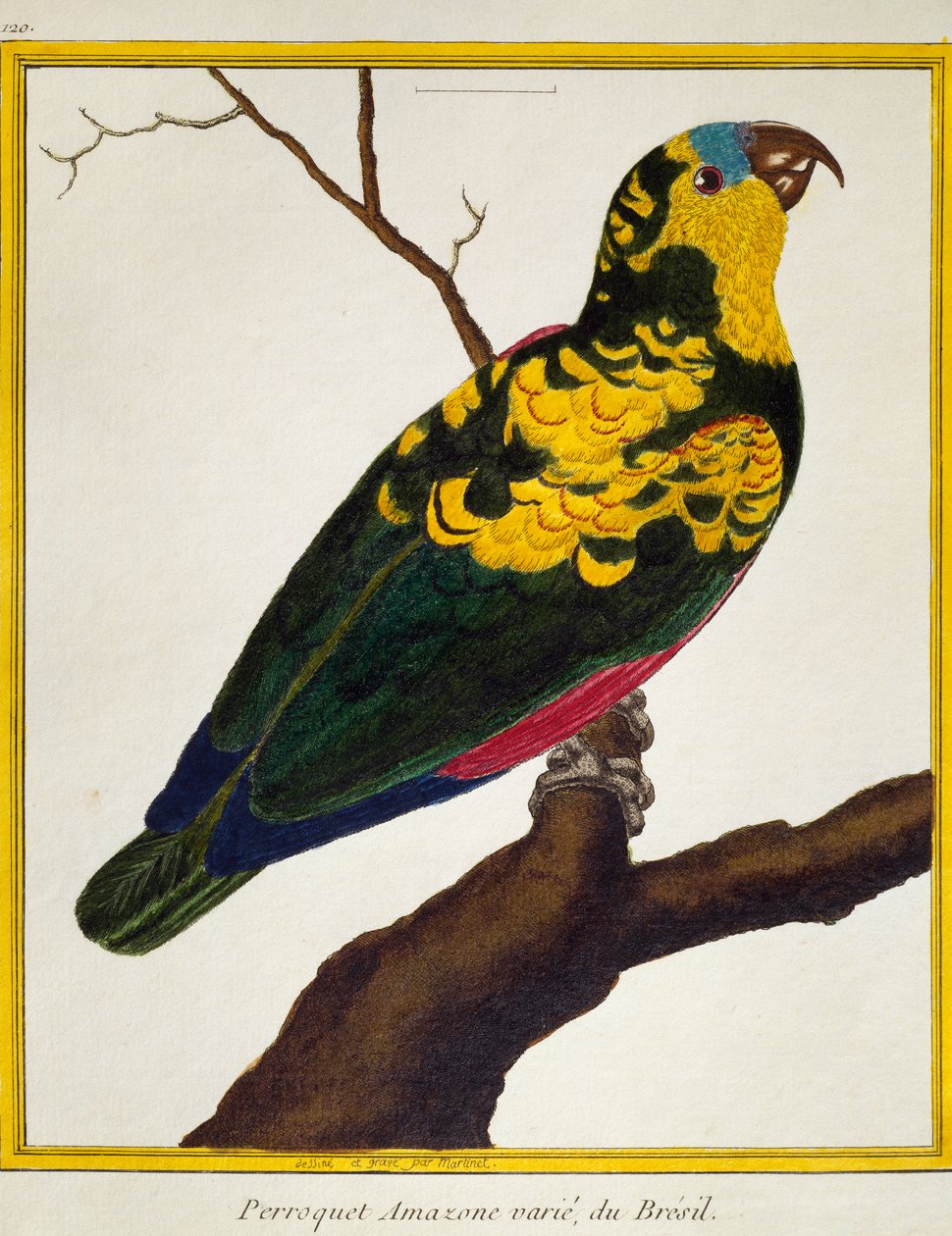 Kékhomlokú papagáj (Amazona aestiva), a madarak természetrajzából alkotó: Francois Nicolas Martinet