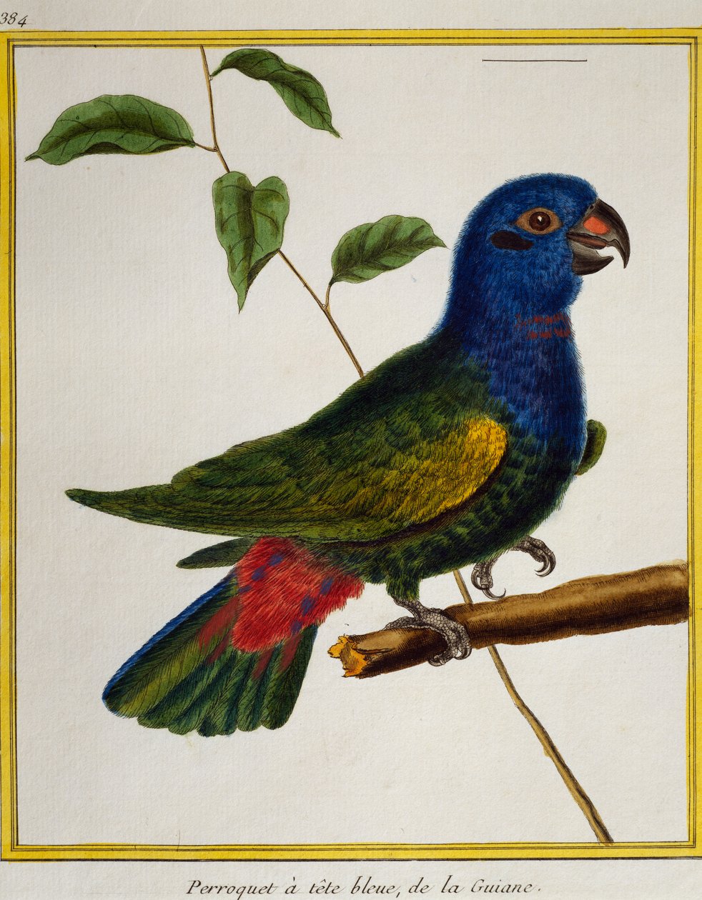 Kékfejű papagáj (Pionus menstruus), a madarak természetrajzából alkotó: Francois Nicolas Martinet