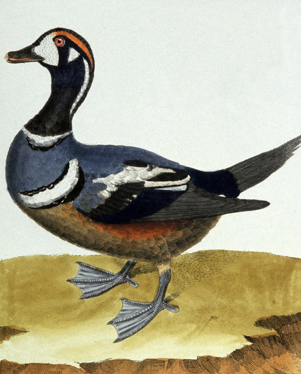Canard egy collier. alkotó: Francois Nicolas Martinet