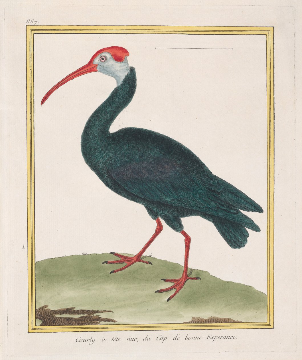 Csupaszfejű Courly, a Jóreménység-fokról Kopasz Ibisz a Jóreménység-fokról, 1770-86. alkotó: Francois Nicolas Martinet