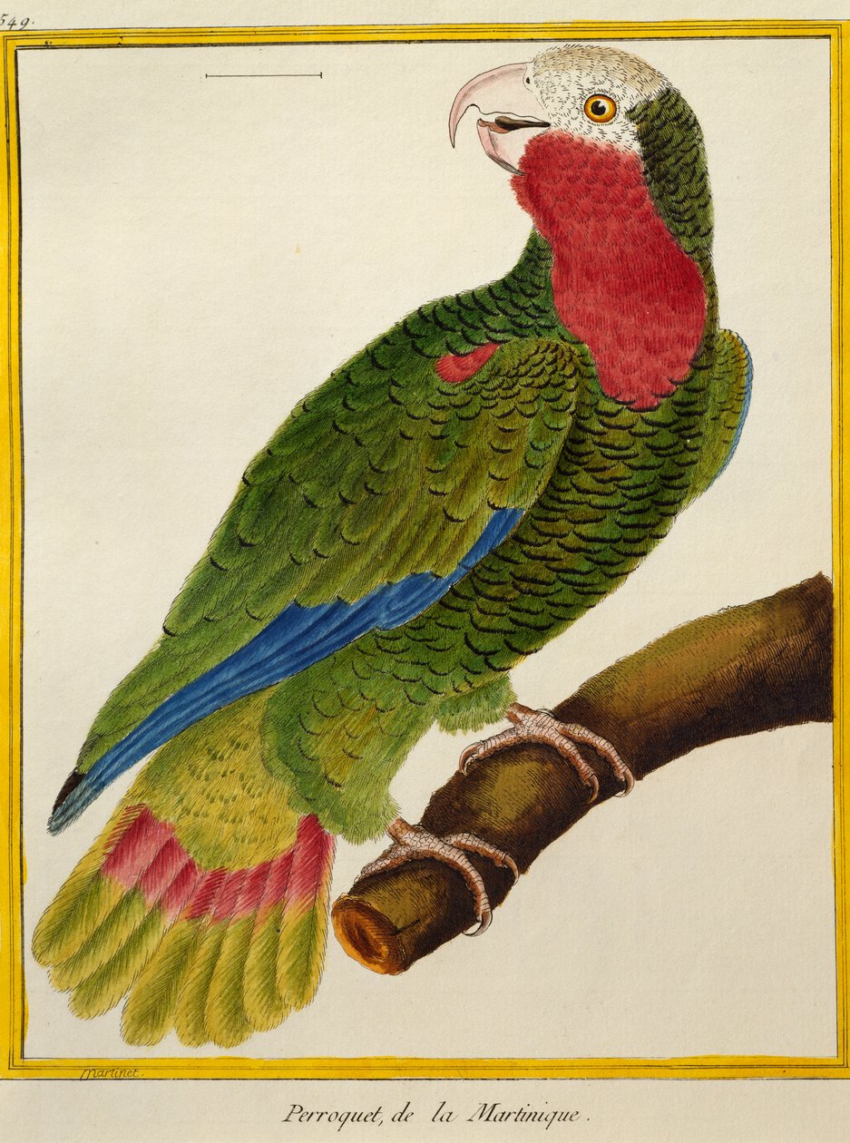 Kubai papagáj (Amazona leucocephala), a madarak természetrajzából alkotó: Francois Nicolas Martinet