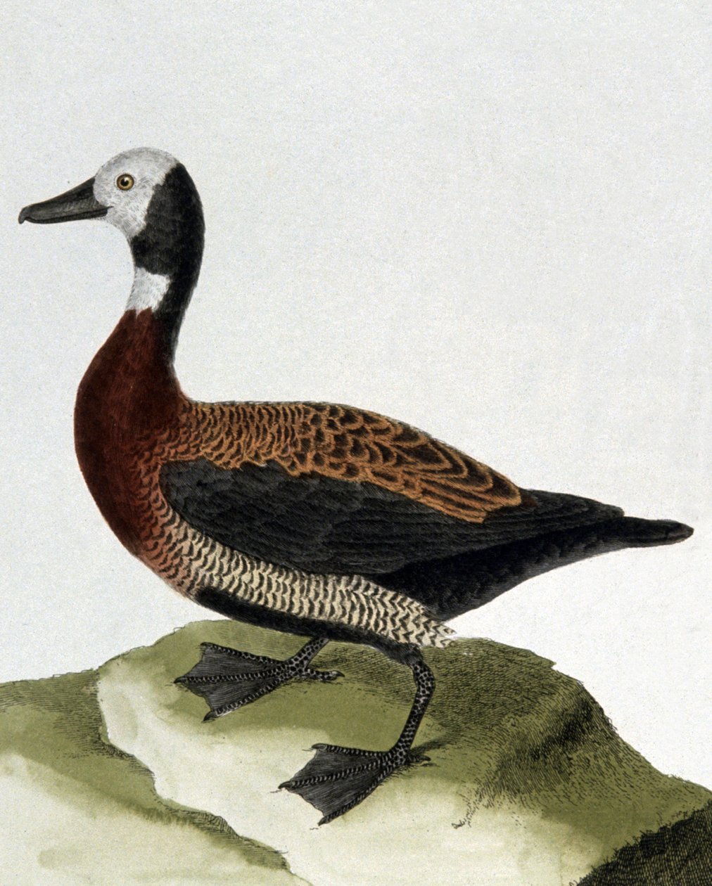 Maragnani kacsa alkotó: Francois Nicolas Martinet