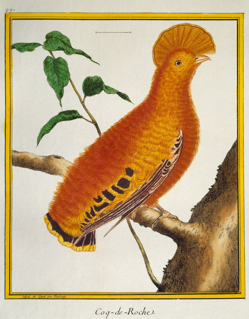 Guyanai kakas (Rupicola rupicola), a madarak természetrajzából alkotó: Francois Nicolas Martinet