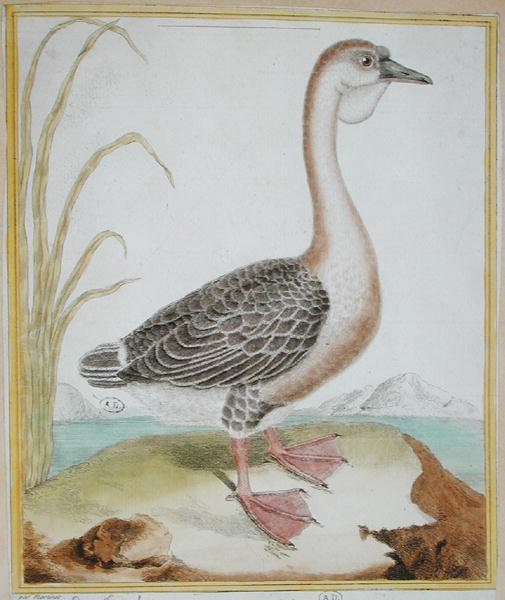 Guineai kacsa, Georges de Buffon (1707-88) "Histoire Naturelle des Oiseaux" című művéből, 1777-ben megjelent (színes metszet). alkotó: Francois Nicolas Martinet