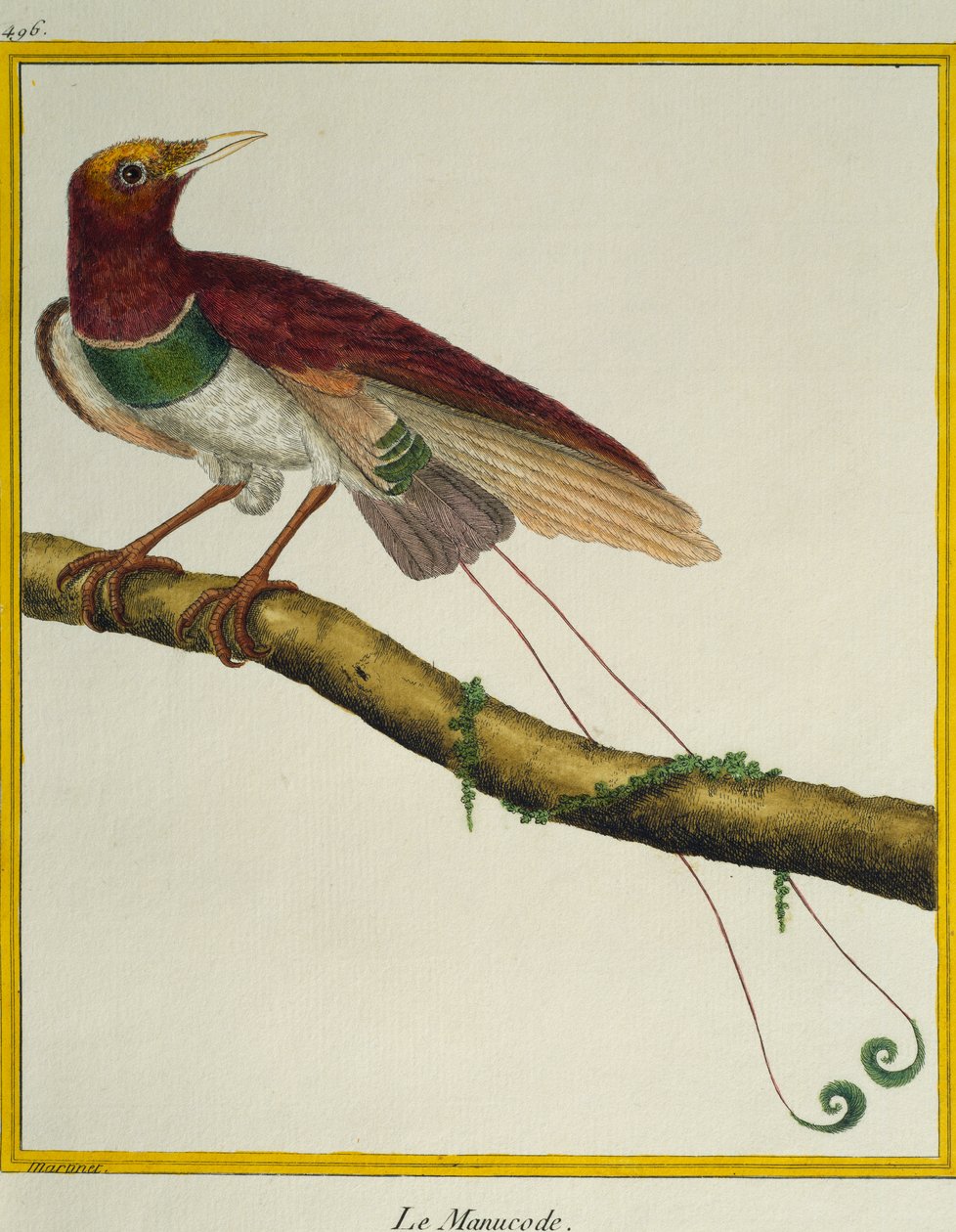 Paradicsommadár király (Cicinnurus regius), a madarak természetrajzából alkotó: Francois Nicolas Martinet