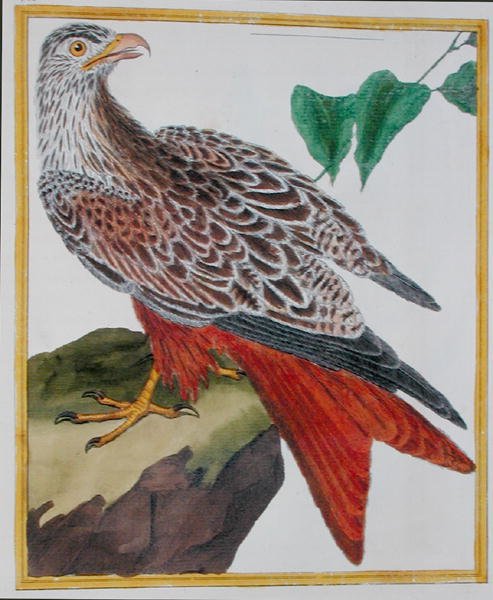 Kite, Georges de Buffon (1707-88) „Histoire Naturelle des Oiseaux” című művéből, 1777-ben megjelent (színes metszet) alkotó: Francois Nicolas Martinet
