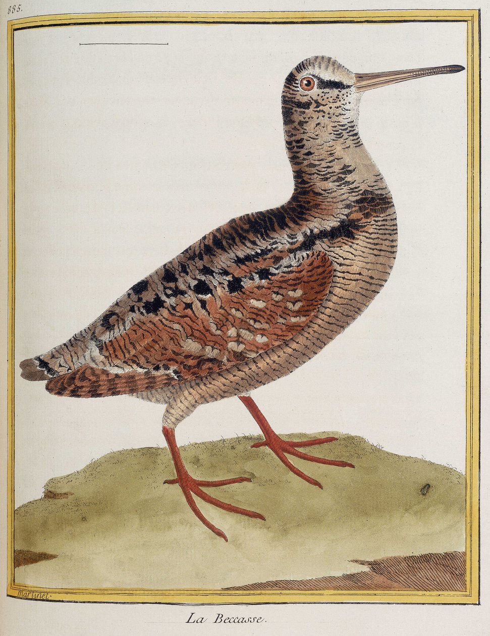 ""La becasse"", a zoológia 885. táblája Francois Nicolas Martinet "Madarak története" című könyvéből alkotó: Francois Nicolas Martinet