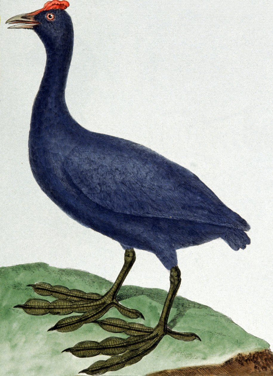 Madagaszkár alkotó: Francois Nicolas Martinet
