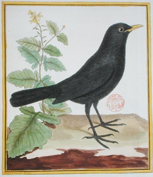 Hím francia feketerigó, Georges du Buffon "Histoire Naturelle des Oiseaux" című művéből ((1707-88), megjelent 1777-ben (színes metszet). alkotó: Francois Nicolas Martinet