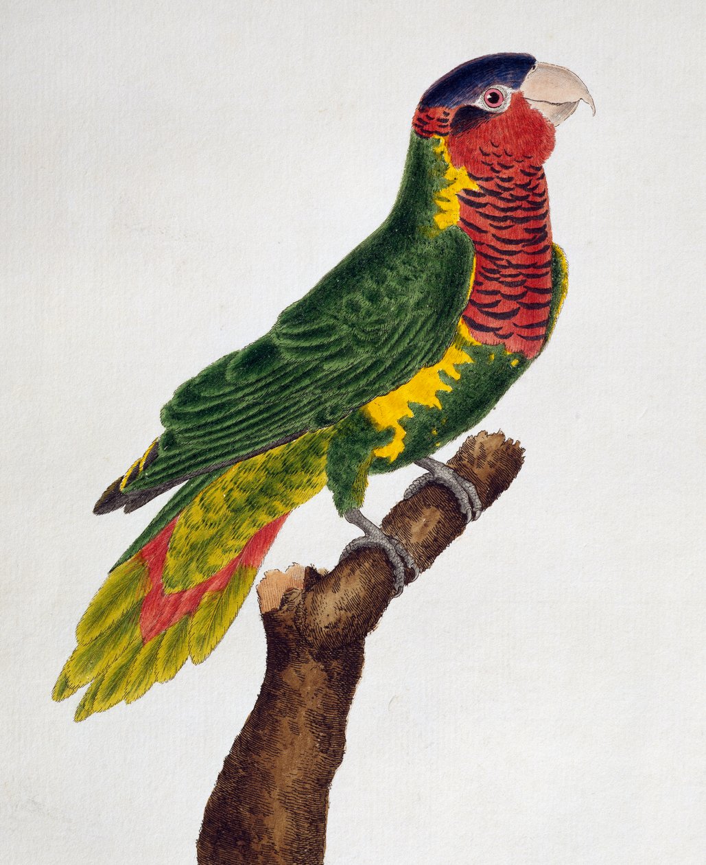 Díszes lorike (Trichoglossus ornatus), a madarak természetrajzából alkotó: Francois Nicolas Martinet