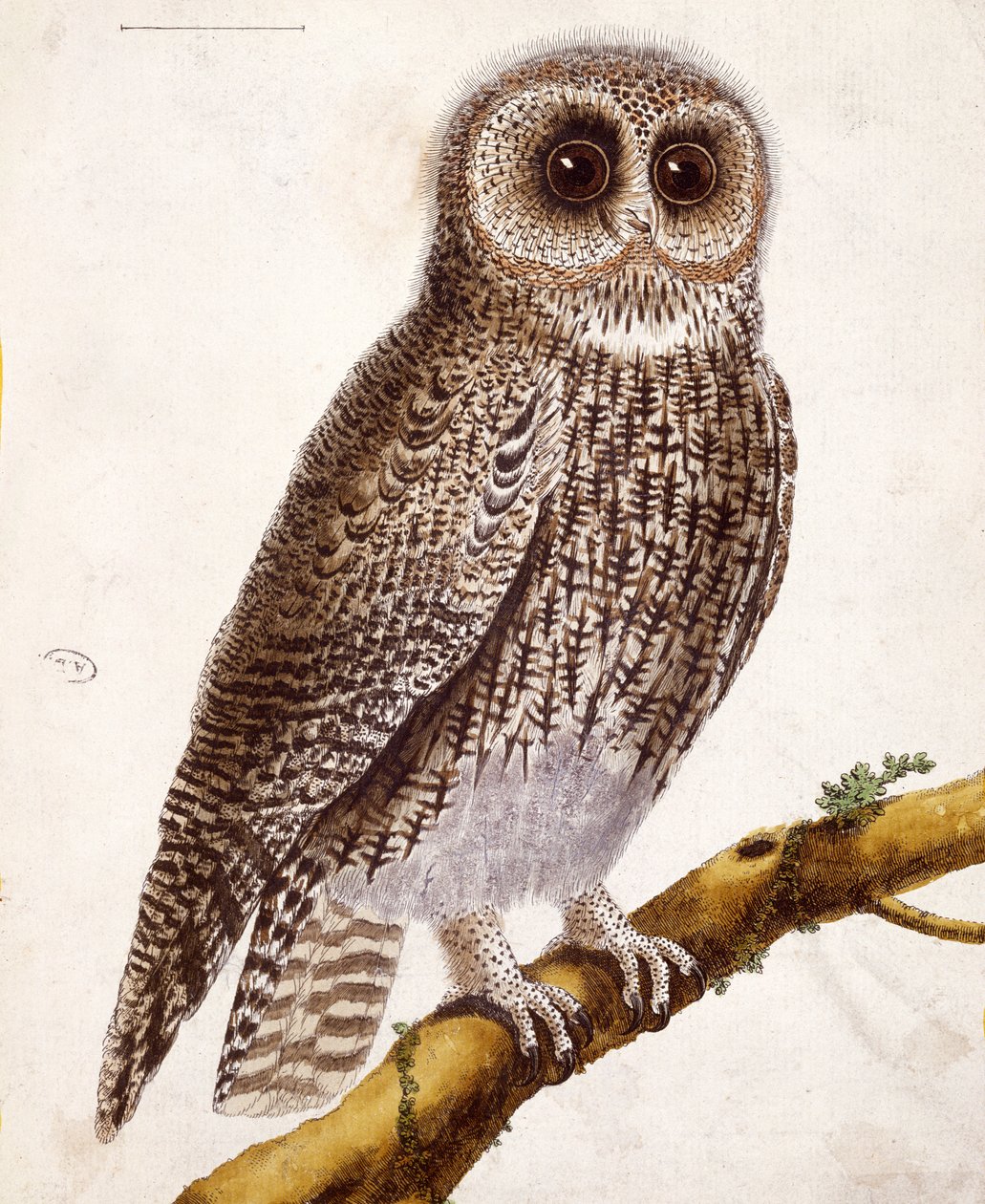 Bagoly, Georges de Buffon (1707-88) "Histoire Naturelle des Oiseaux" című művéből, megjelent 1777-ben. alkotó: Francois Nicolas Martinet