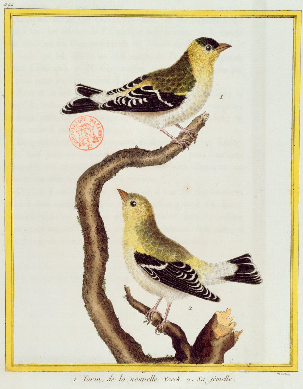 Pár sziszeg, Georges de Buffon (1707-88) „Histoire Naturelle des Oiseaux” című művéből, 1777-ben alkotó: Francois Nicolas Martinet