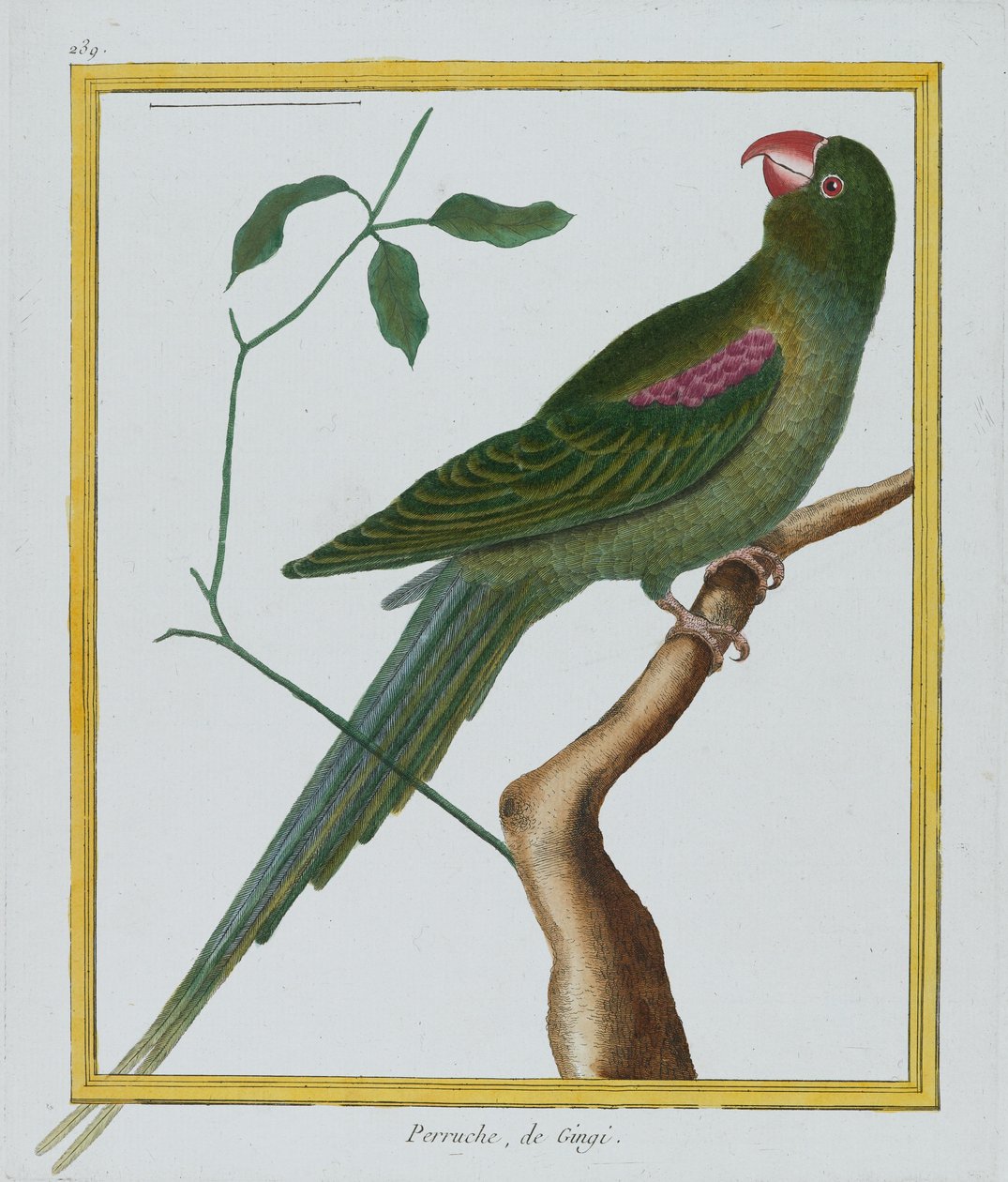 Perruche, de Gingi, 1770-86 körül (kézzel színezett metszet) alkotó: Francois Nicolas Martinet