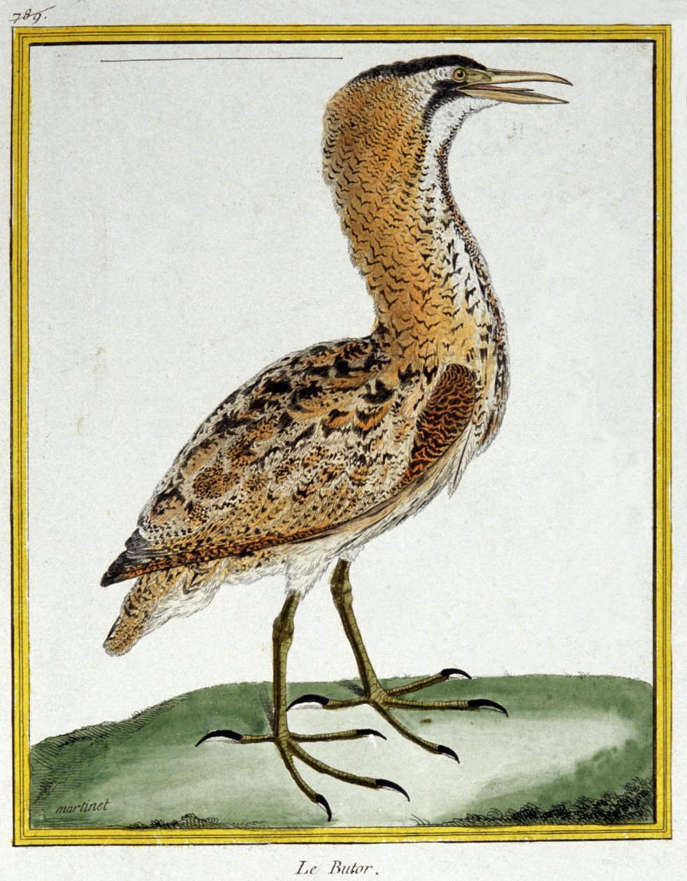 Tudomány. állattan. Bölömbika. Metszet: Francois Nicolas Martinet in: Natural History of Birds, Georges Louis Leclerc de Buffon, Franciaország, 1777 körül (színes metszet) alkotó: Francois Nicolas Martinet