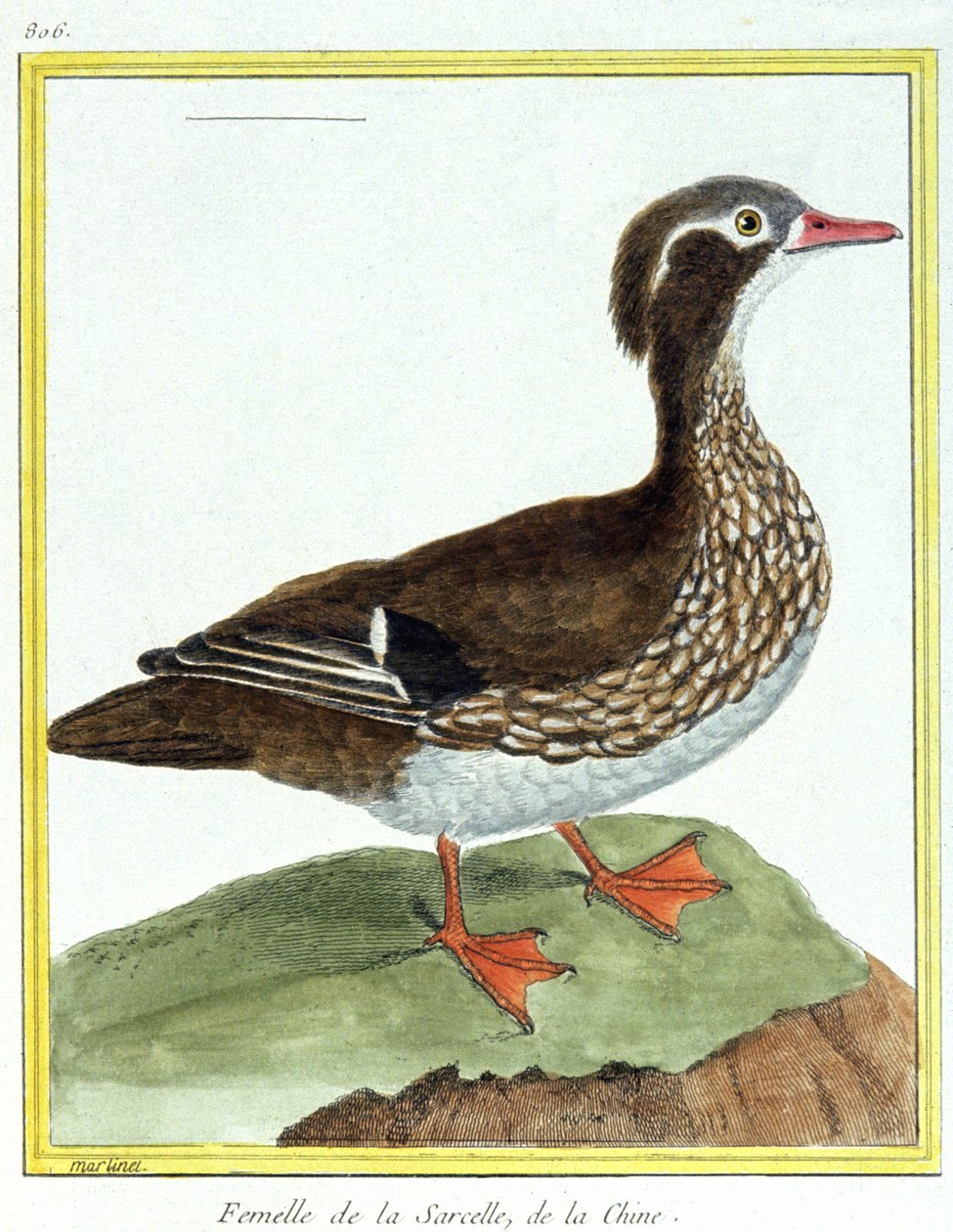 Tudomány. állattan. kínai kékeszöld. Metszet: Francois Nicolas Martinet in: Natural History of Birds, Georges Louis Leclerc de Buffon, Franciaország, 1777 körül (színes metszet) alkotó: Francois Nicolas Martinet