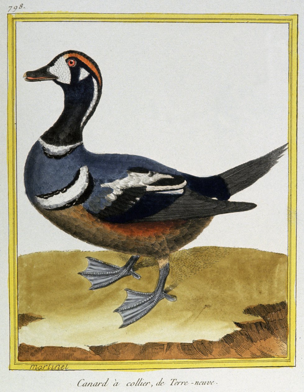 Tudomány. állattan. Kacsa Új-Fundlandból. Metszet: Francois Nicolas Martinet in: Natural History of Birds, Georges Louis Leclerc de Buffon, Franciaország, 1777 körül (színes metszet) alkotó: Francois Nicolas Martinet