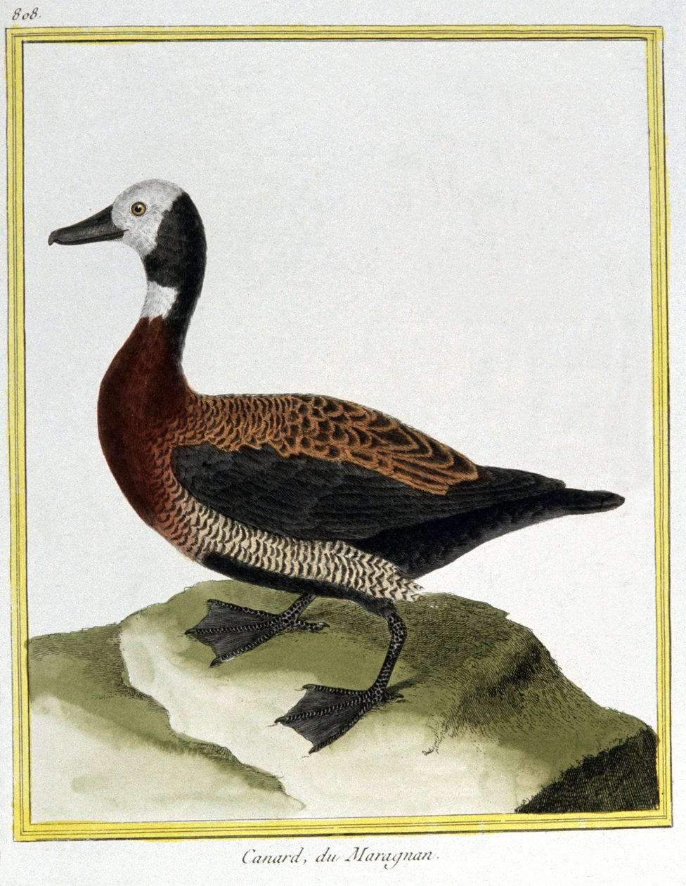 Tudomány. állattan. Eurázsiai Wigeon. Metszet: Francois Nicolas Martinet in: Natural History of Birds, Georges Louis Leclerc de Buffon, Franciaország, 1777 körül (színes metszet) alkotó: Francois Nicolas Martinet