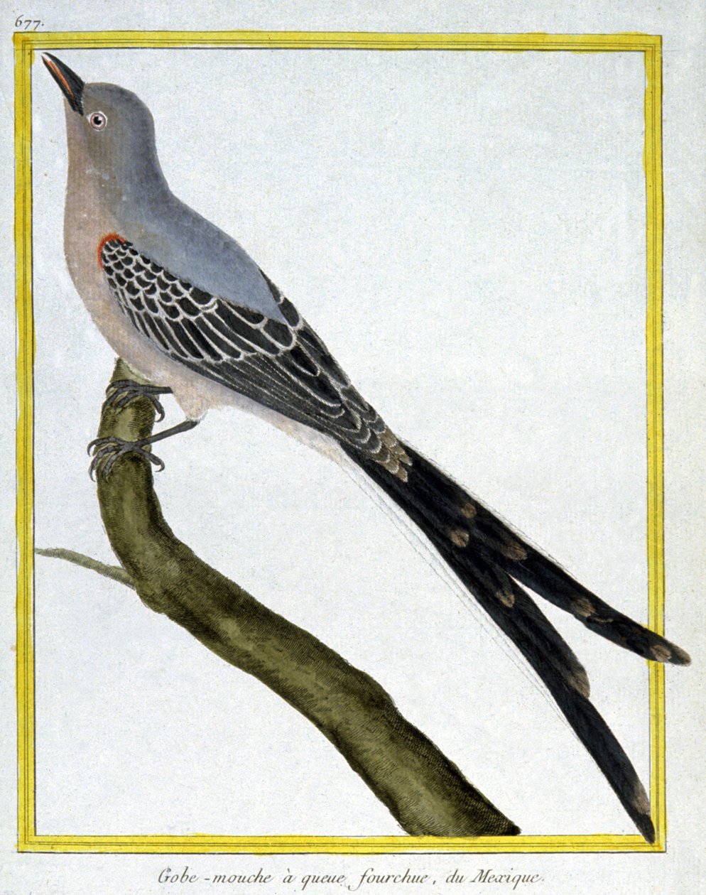 Tudomány. állattan. Mexikó légykapója. Metszet: Francois Nicolas Martinet in: Natural History of Birds, Georges Louis Leclerc de Buffon, Franciaország, 1777 körül (színes metszet) alkotó: Francois Nicolas Martinet