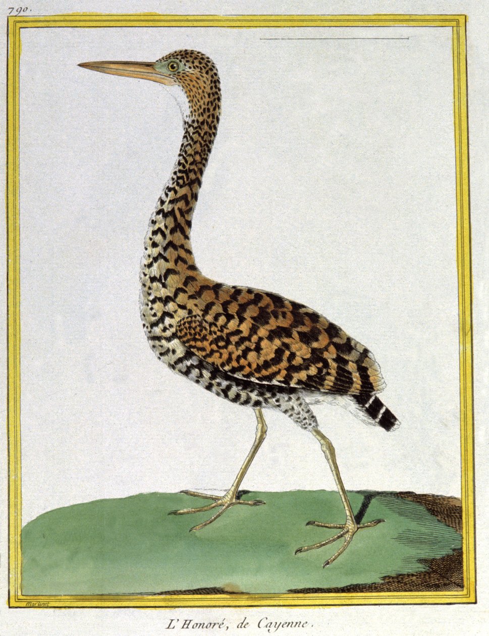Tudomány. állattan. Cayenne-i gém (Francia Guyana). Metszet: Francois Nicolas Martinet in: Natural History of Birds, Georges Louis Leclerc de Buffon, Franciaország, 1777 körül (színes metszet) alkotó: Francois Nicolas Martinet