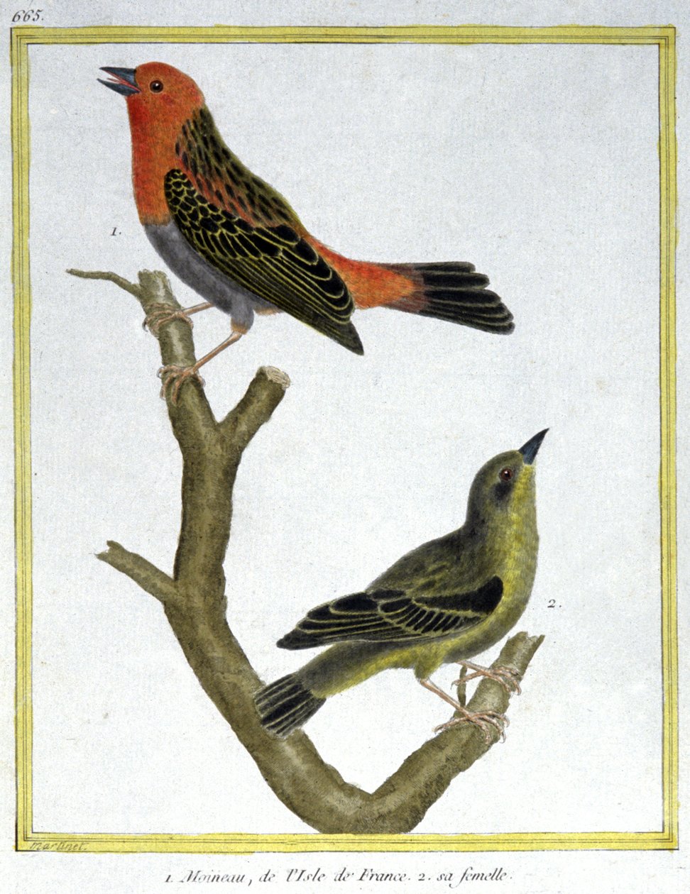 Tudomány. állattan. Ile de France házi veréb. Metszet: Francois Nicolas Martinet in: Natural History of Birds, Georges Louis Leclerc de Buffon, Franciaország, 1777 körül (színes metszet) alkotó: Francois Nicolas Martinet