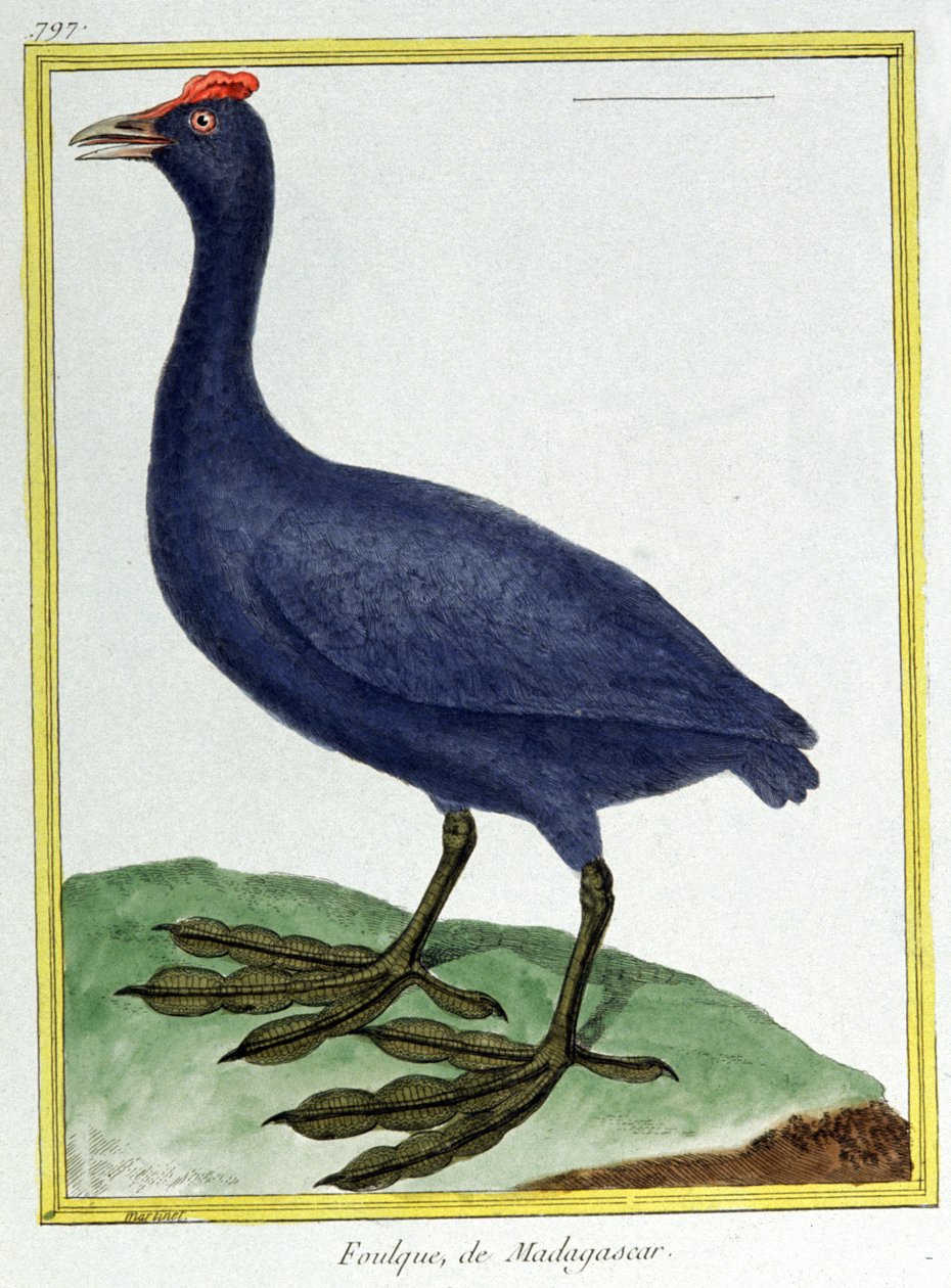 Tudomány. állattan. Piros gombócú duma (madagaszkári). Metszet: Francois Nicolas Martinet in: Natural History of Birds, Georges Louis Leclerc de Buffon, Franciaország, 1777 körül (színes metszet) alkotó: Francois Nicolas Martinet