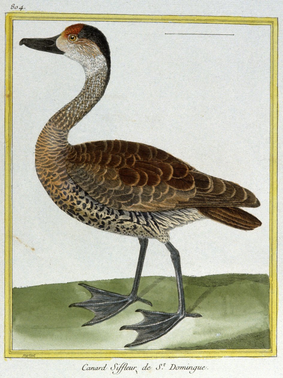 Tudomány. állattan. Santo Domingo Wigeon. Metszet: Francois Nicolas Martinet in: Natural History of Birds, Georges Louis Leclerc de Buffon, Franciaország, 1777 körül (színes metszet) alkotó: Francois Nicolas Martinet