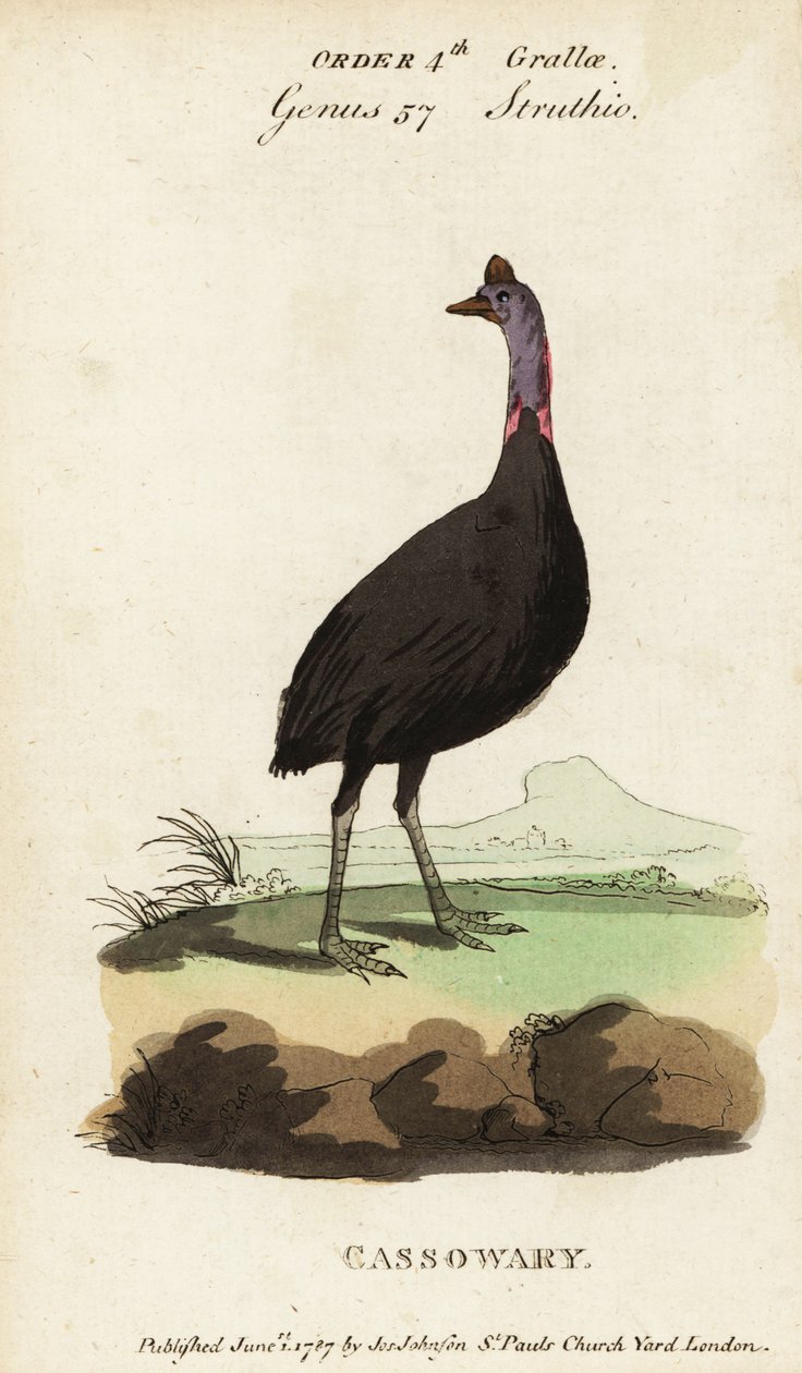 Déli kazuár, Casuarius casuarius alkotó: Francois Nicolas Martinet