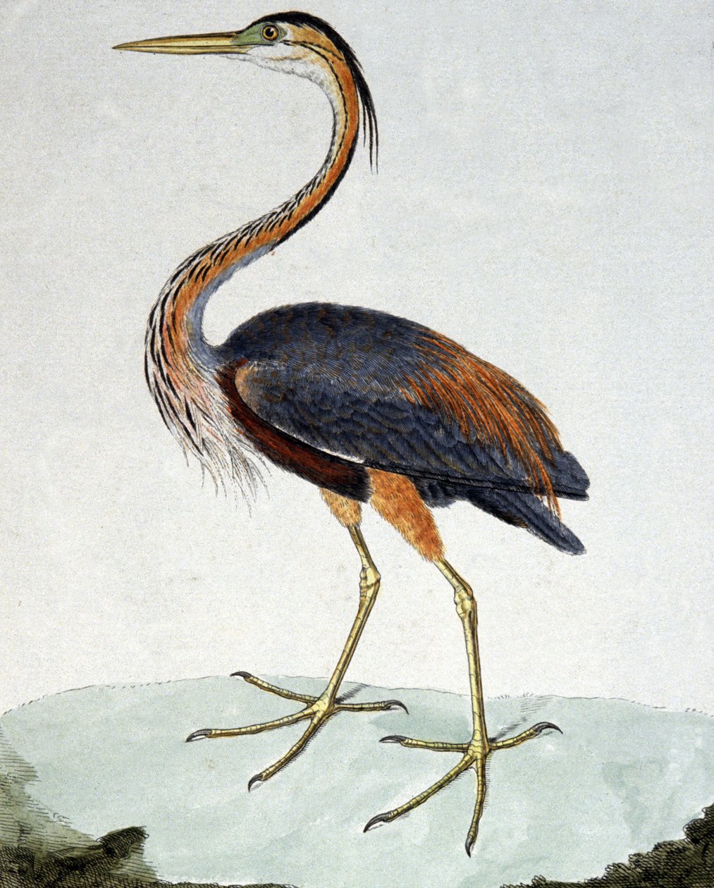 A lila gém alkotó: Francois Nicolas Martinet