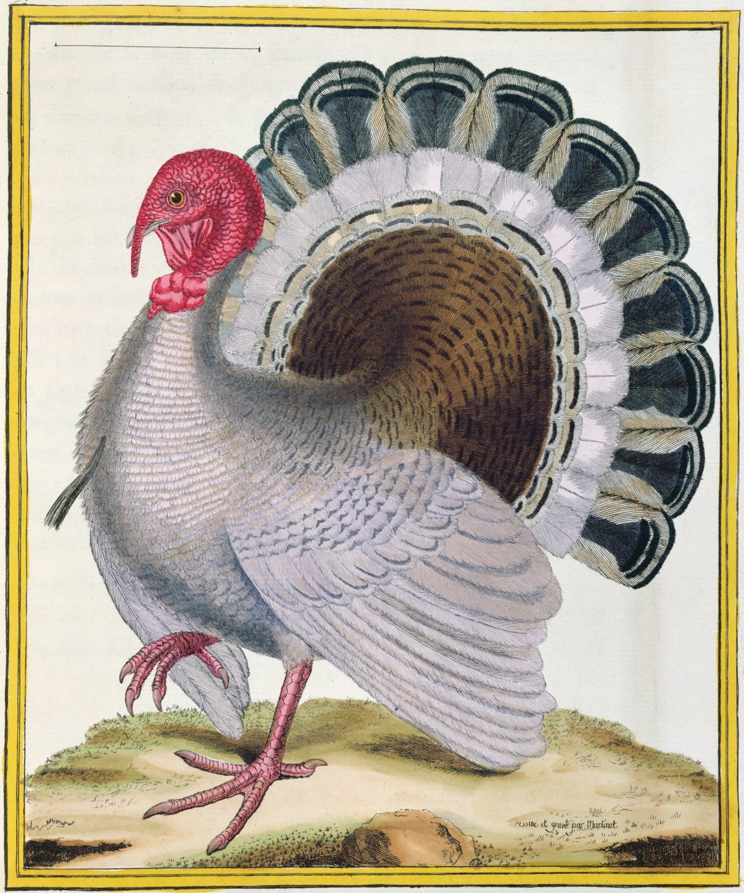 Törökország, Georges de Buffon (1707-88) „Histoire Naturelle des Oiseaux” című művéből, 1777-ben alkotó: Francois Nicolas Martinet