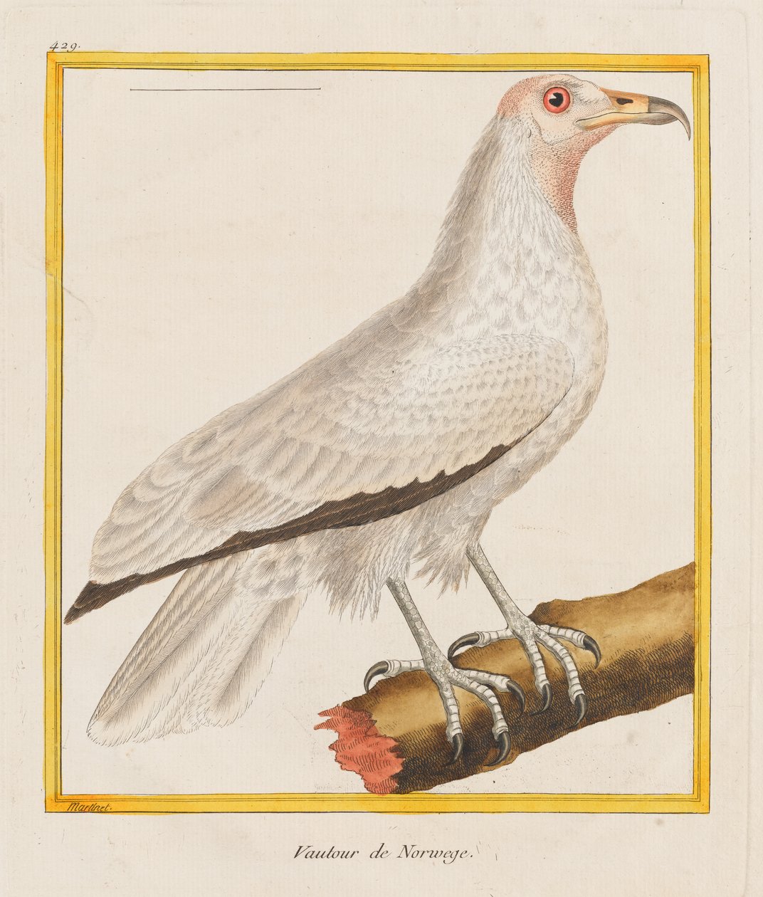 Vautour de Norwege (norvég keselyű),
1787 (Kézi színezett metszet) alkotó: Francois Nicolas Martinet