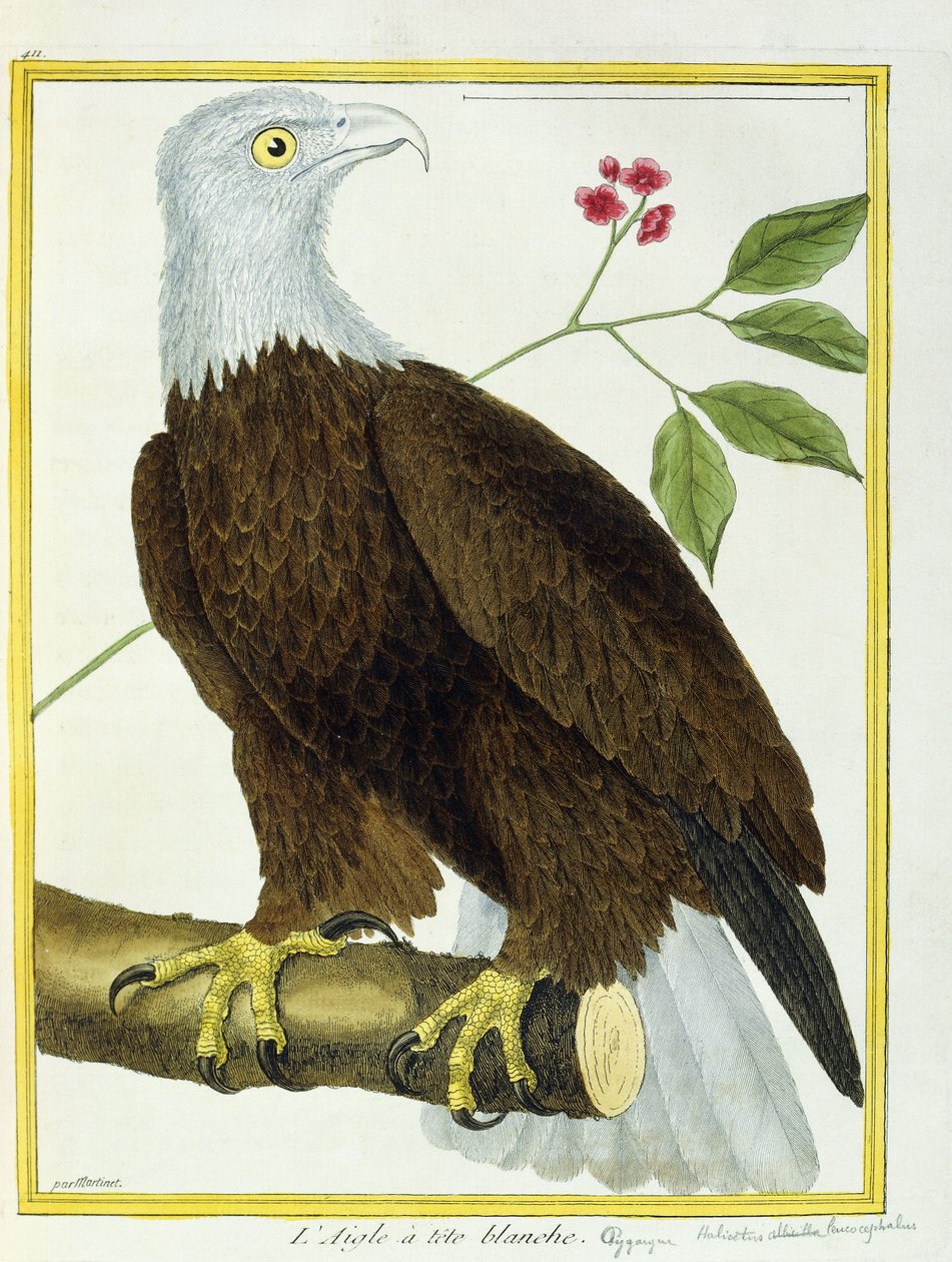 Fehérfejű sas, 1770-1786 körül alkotó: Francois Nicolas Martinet