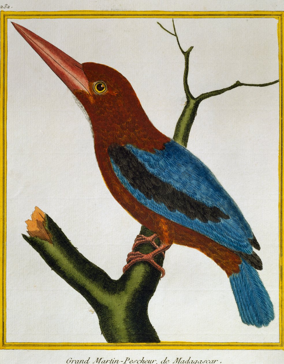 Fehértorkú jégmadár (Halcyon smyrnensis), a madarak természetrajzából alkotó: Francois Nicolas Martinet