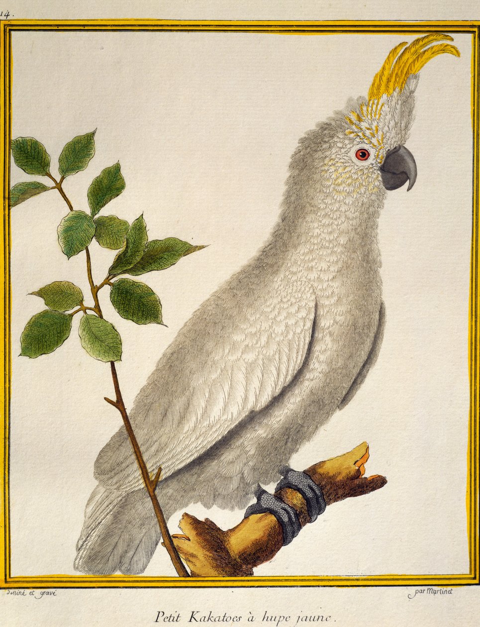 Sárga tarajos kakadu (Cacatua sulphurea), a madarak természetrajzából alkotó: Francois Nicolas Martinet