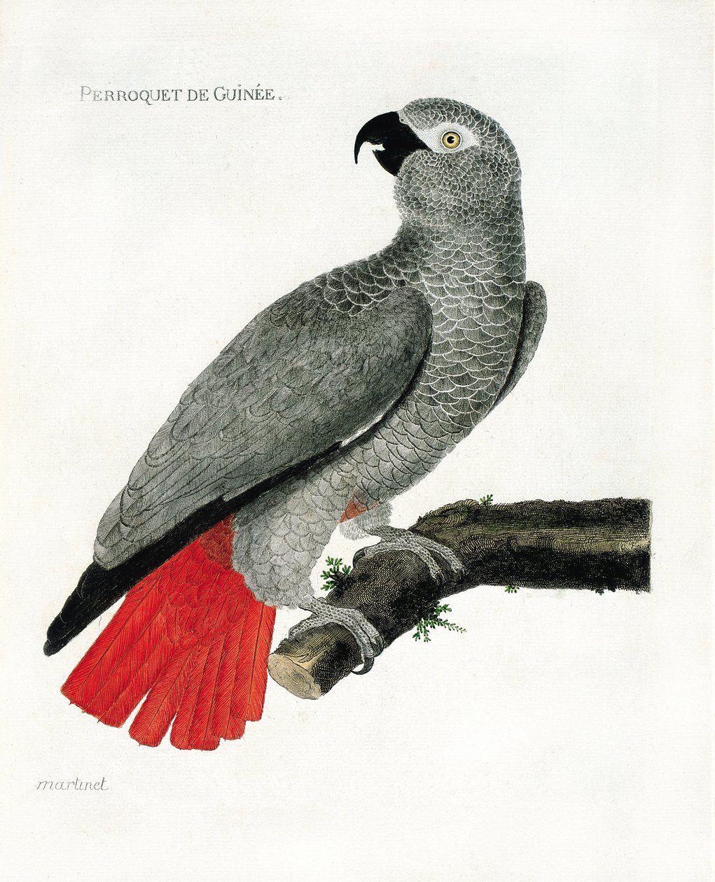 Állatkert (ornitológia): Guinee papagáj (szürke papagáj vagy psittacus erythacus) egy ágon. Illusztráció: Francois Nicolas Martinet (1731-1800) „A madarak története, megjelenésük és érzékeny aspektusuk szerint”. Magángyűjtemény. alkotó: Francois Nicolas Martinet