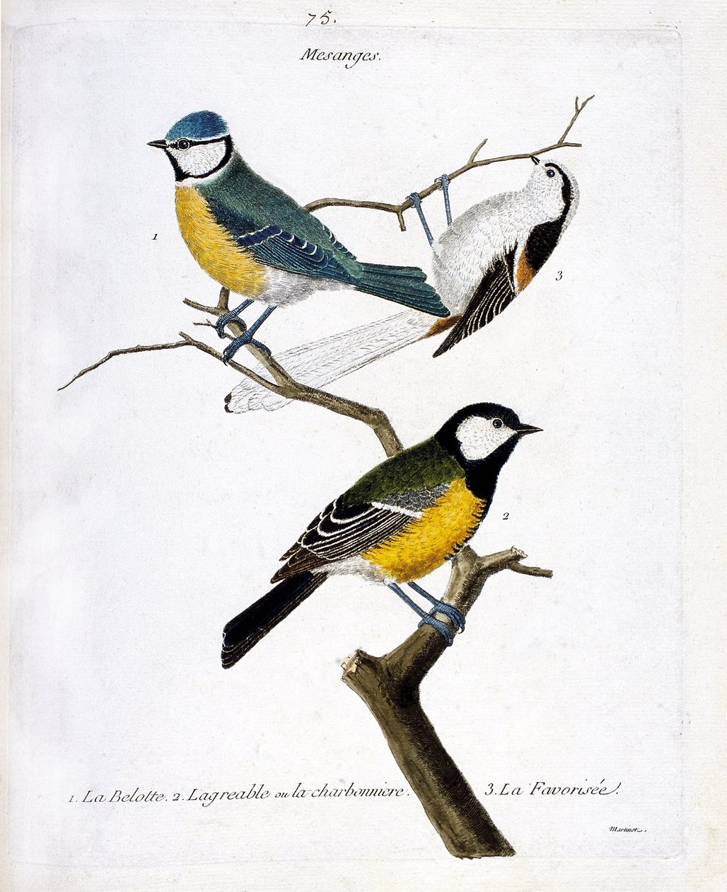 Állattani tábla (ornitológia): Mesanges. 1: a belotte (kék mesange vagy megjelent caeruleus), 2. a kellemes vagy a charbonniere (mesange charbonniere vagy parus major. 3. A kedvenc (hosszúfarkú mesange vagy aegithalos caudatus) egy ágon. Illusztráció alkotó: Francois Nicolas Martinet