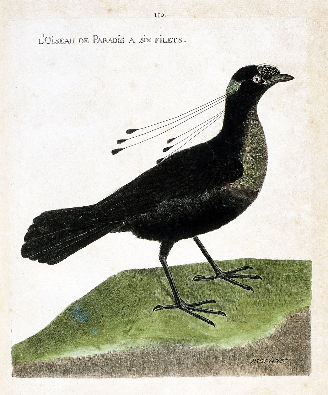 Állattani tábla (ornitológia): a paradicsommadárnak hat hálója van (wahnes paradise vagy wahnesi patoria). Illusztráció: Francois Nicolas Martinet (1731-1800) „A madarak története, megjelenésük és érzékeny aspektusuk szerint”. Magángyűjtemény. alkotó: Francois Nicolas Martinet