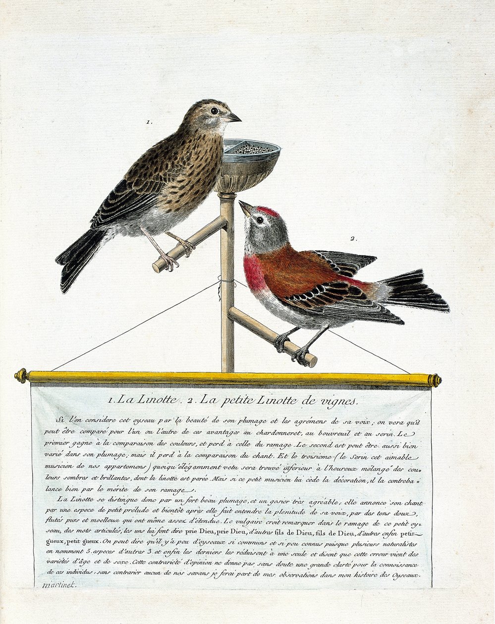 Állattani tábla (ornitológia): felülről lefelé: A linotte (dallamos linotte) és a szőlőtőkék kis linottája (carduelis cannabina) sügéren. Illusztráció: Francoi „A madarak története, megjelenésük és érzékeny aspektusuk szerint” alkotó: Francois Nicolas Martinet