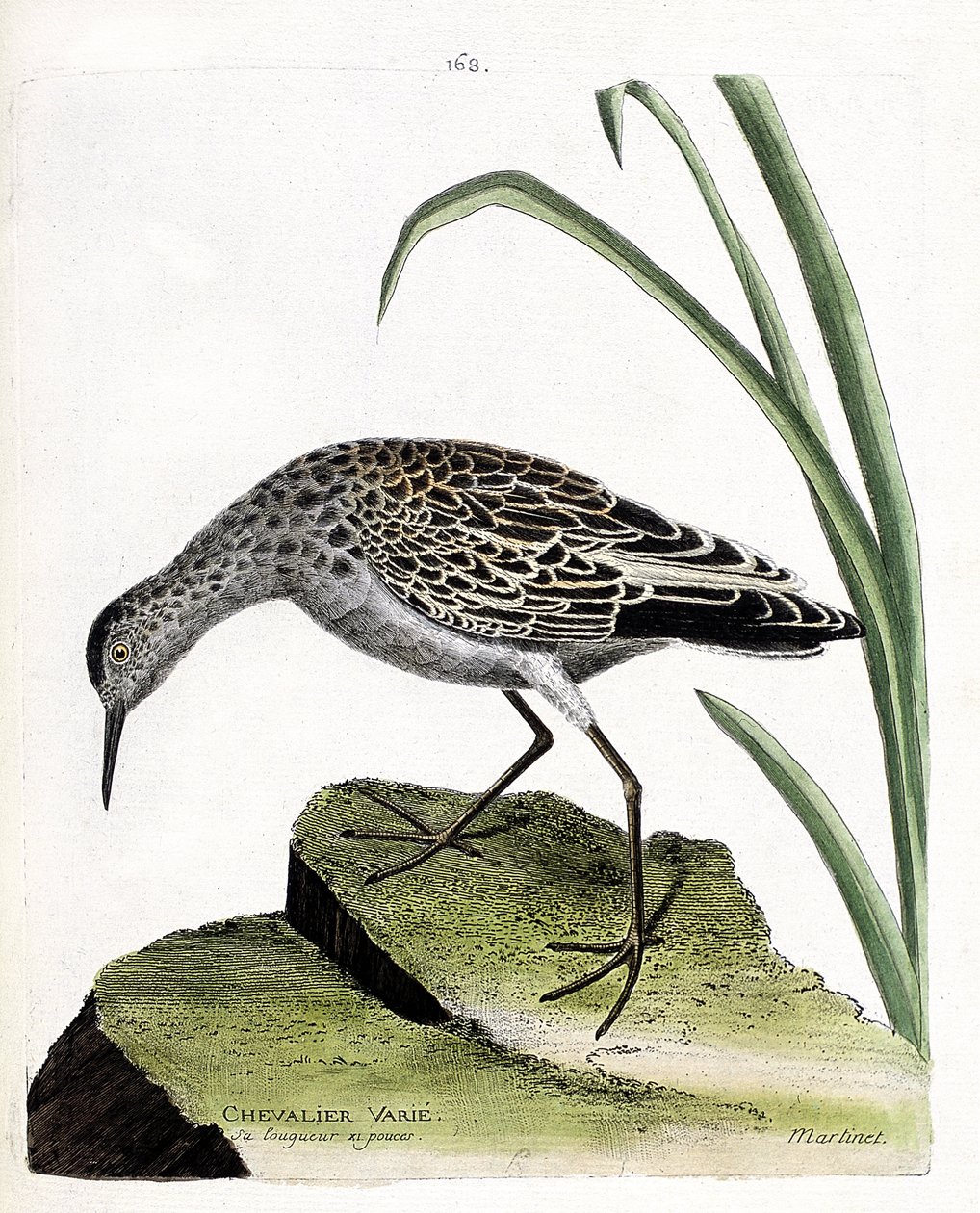 Állattani tábla (ornitológia): lovag változó (harcos változó vagy philomachus pugnax). Illusztráció: Francois Nicolas Martinet (1731-1800) „A madarak története, megjelenésük és érzékeny aspektusuk szerint”. Magángyűjtemény. alkotó: Francois Nicolas Martinet