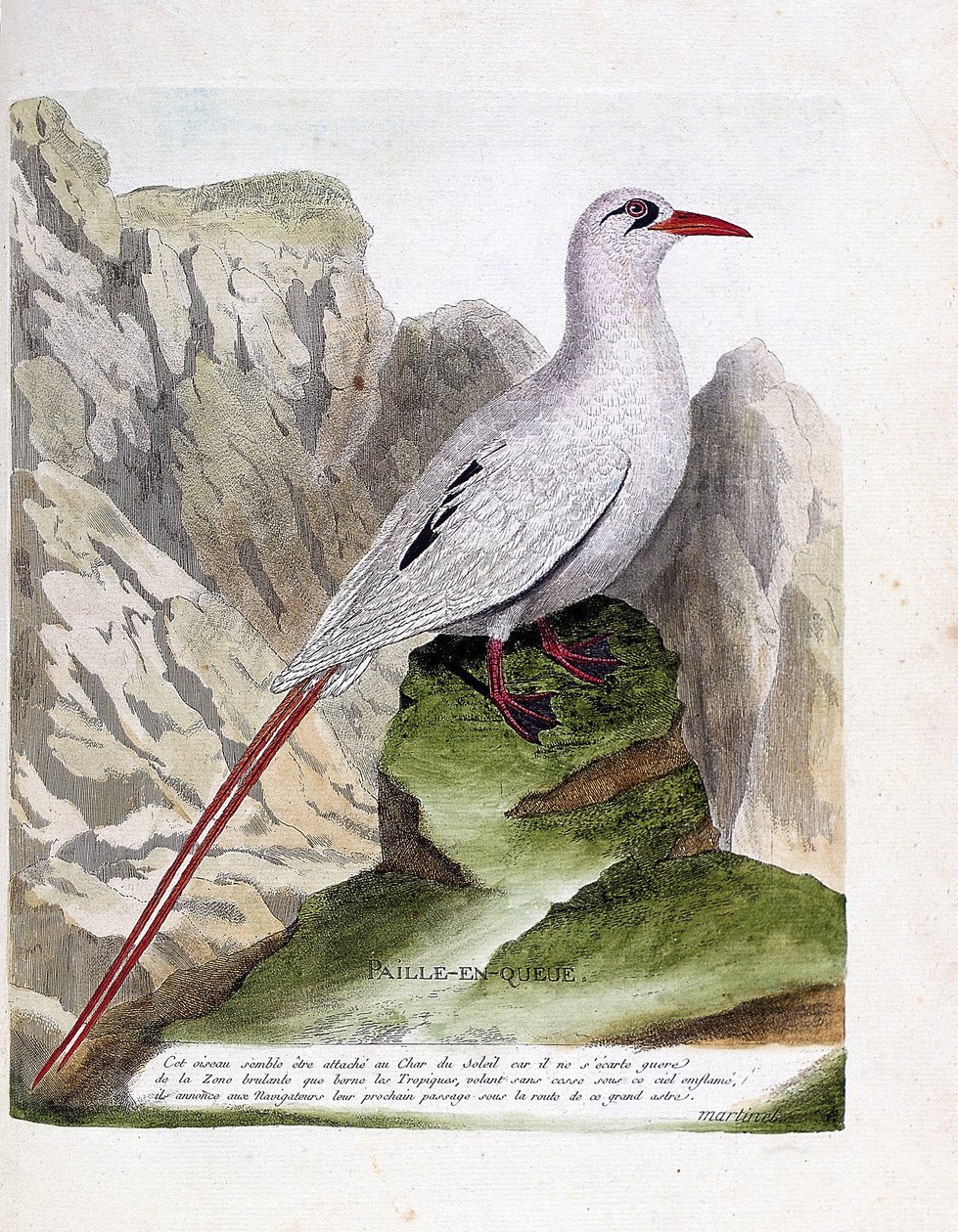 Állattani tábla (ornitológia): farkszalma (szalmafarkú vagy vörös szálú phaeton vagy rubricauda). Illusztráció: Francois Nicolas Martinet (1731-1800) „A madarak története, megjelenésük és érzékeny aspektusuk szerint”. Magángyűjtemény. alkotó: Francois Nicolas Martinet