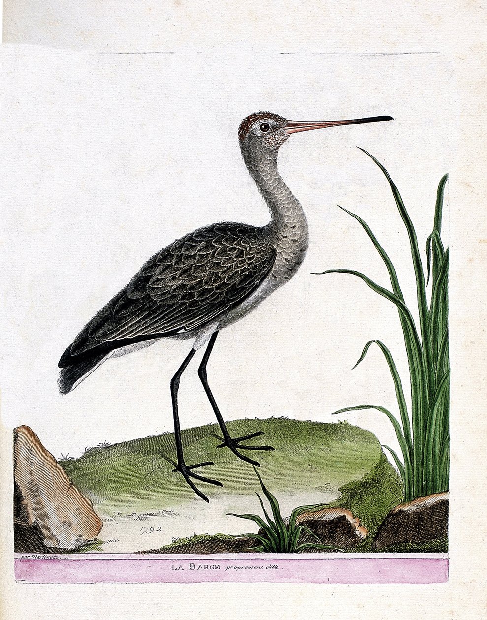 Állattani tábla (ornitológia): maga az uszály (feketefarkú uszály vagy limosa limosa). Illusztráció: Francois Nicolas Martinet (1731-1800) „A madarak története, megjelenésük és érzékeny aspektusuk szerint”. Magángyűjtemény. alkotó: Francois Nicolas Martinet