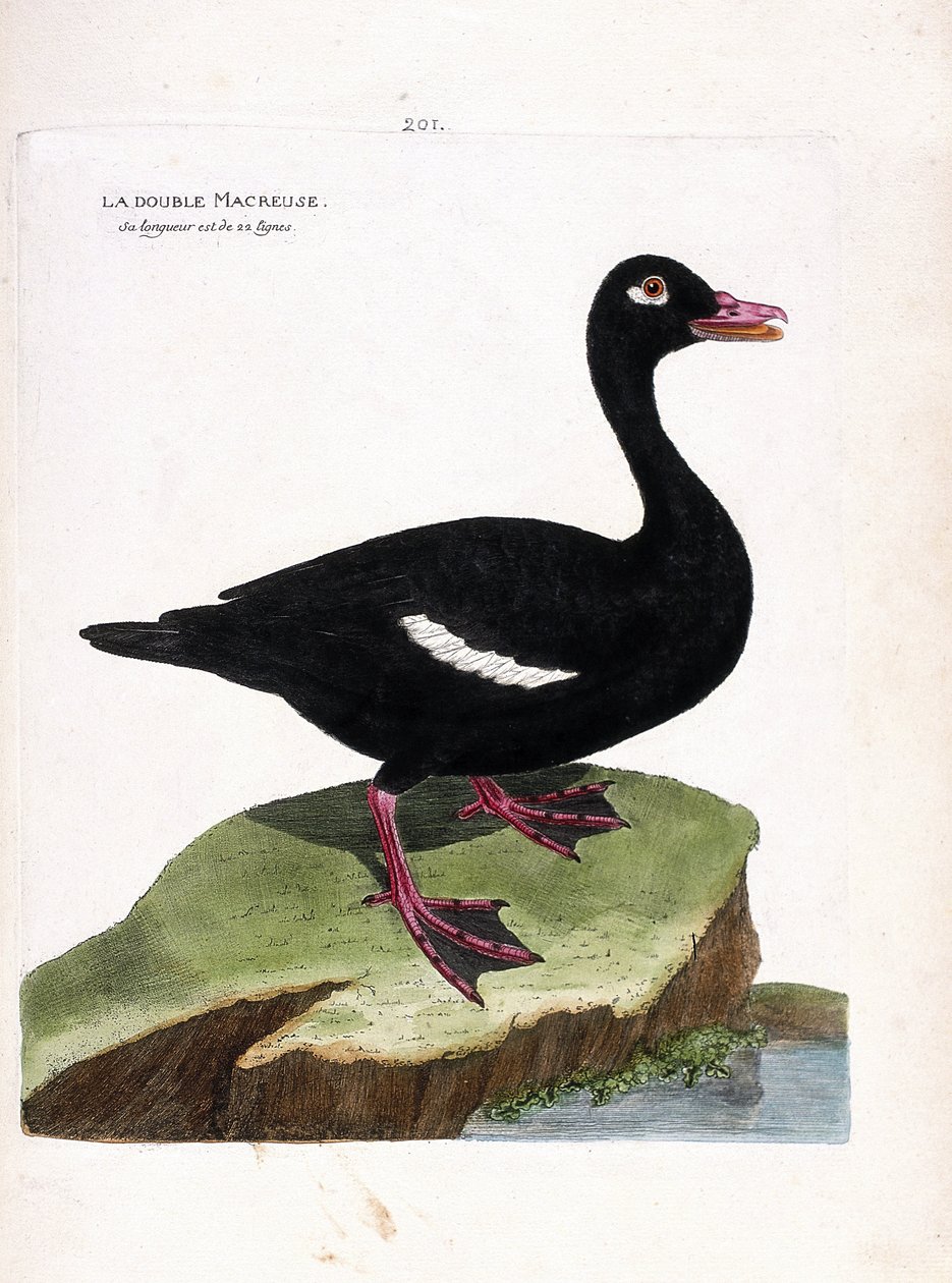 Állattani tábla (ornitológia): a kettős scoter (barna scoter vagy melanitta fusca). Illusztráció: Francois Nicolas Martinet (1731-1800) „A madarak története, megjelenésük és érzékeny aspektusuk szerint”. Magángyűjtemény. alkotó: Francois Nicolas Martinet