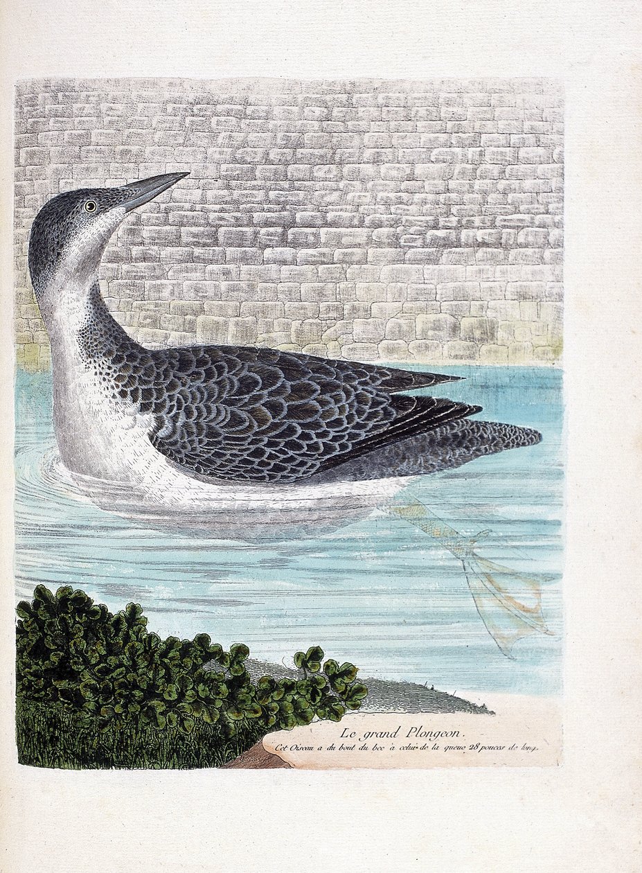 Állattani tábla (ornitológia): a nagy merülés (imbrin dip vagy gavia immer). Illusztráció: Francois Nicolas Martinet (1731-1800) „A madarak története, megjelenésük és érzékeny aspektusuk szerint”. Magángyűjtemény. alkotó: Francois Nicolas Martinet