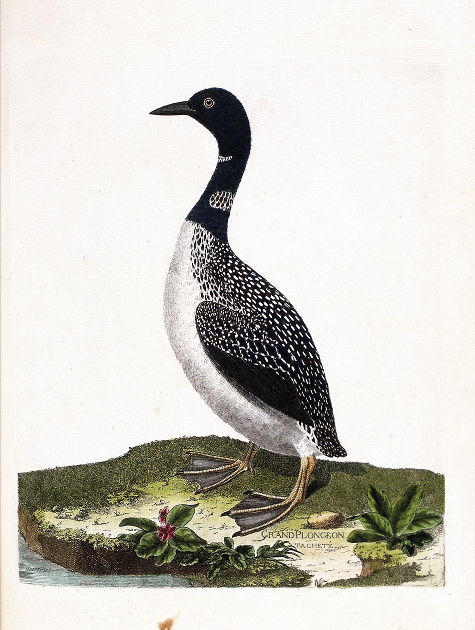 Állattani tábla (ornitológia): a nagypontos merülés (imstrand diving vagy gavia immer). Illusztráció: Francois Nicolas Martinet (1731-1800) „A madarak története, megjelenésük és érzékeny aspektusuk szerint”. Magángyűjtemény. alkotó: Francois Nicolas Martinet