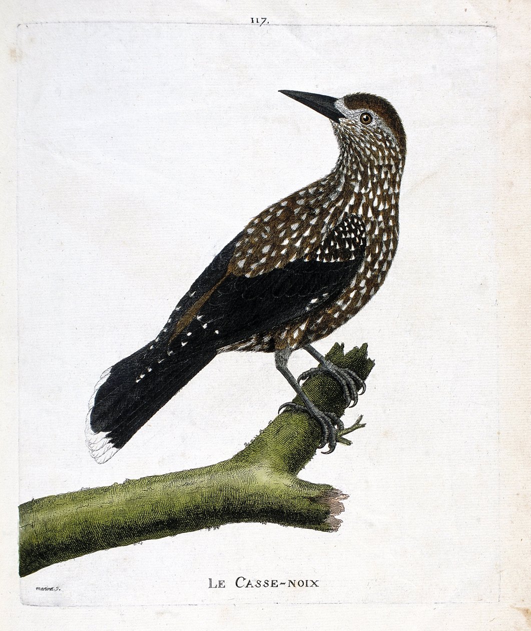 Állattani tábla (ornitológia): a diótörő (légydió vagy nucifraga caryocatacts) egy ágon. Illusztráció: Francois Nicolas Martinet (1731-1800) „A madarak története, megjelenésük és érzékeny aspektusuk szerint”. Magángyűjtemény. alkotó: Francois Nicolas Martinet